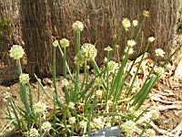 Ciboule - Allium Fistolosum (fam. Liliacees) (Siberie) (3) (Photo F. Mrugala)